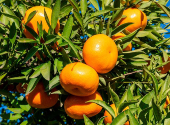 Mandarina early pride